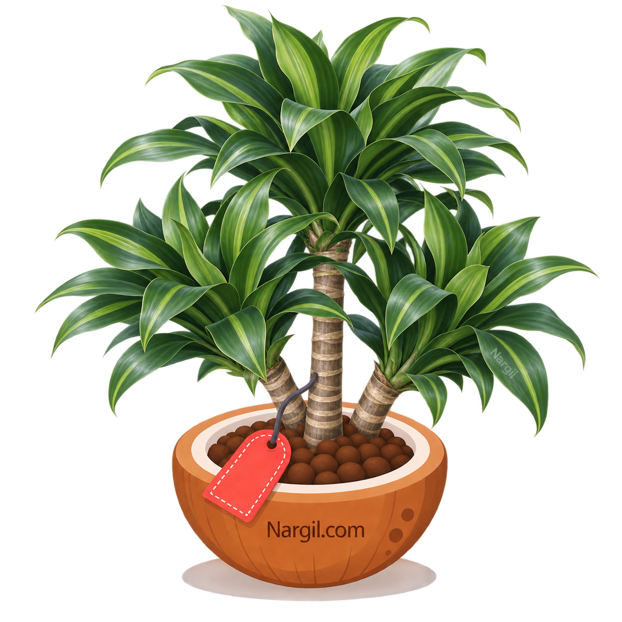 Nargil_Dracaena compacta